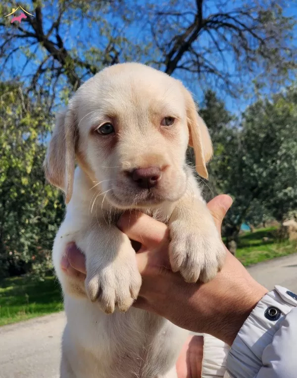 Safkan Labrador Bebekleri