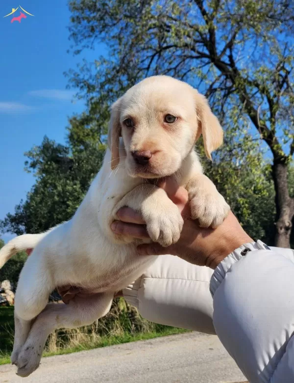 Safkan Labrador Bebekleri