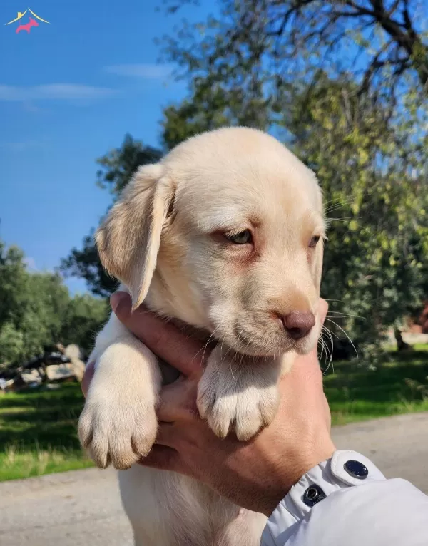 Safkan Labrador Bebekleri