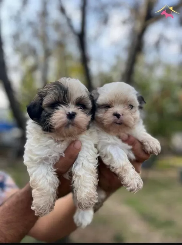 Mini Boy Shih Tzu Yavrularımız