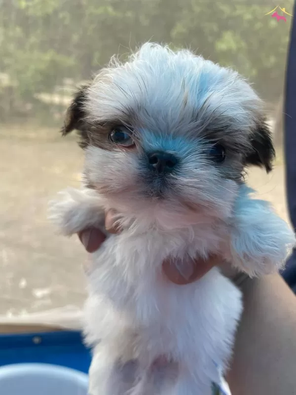 Mini Boy Shih Tzu Yavrularımız