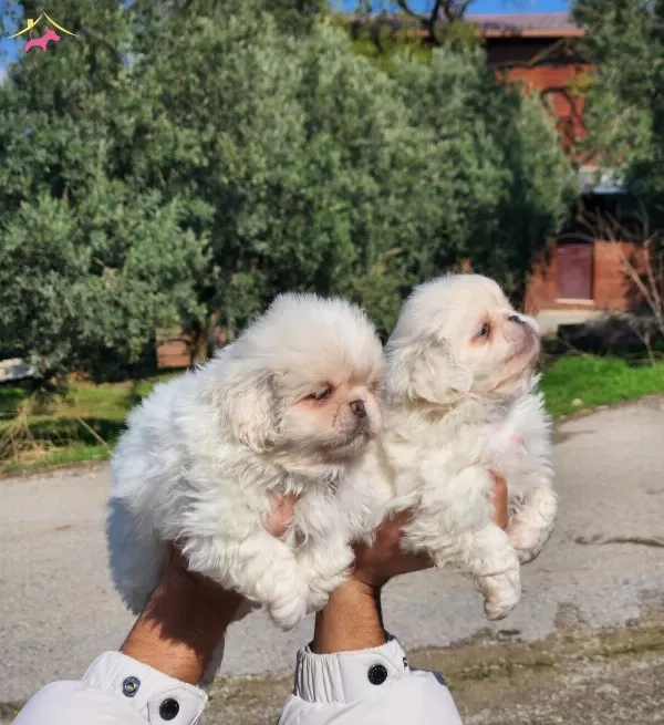 Mini Boy Pekinez Bebekler