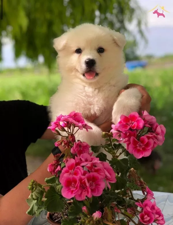 A Kalite Samoyed Bebeklerimiz