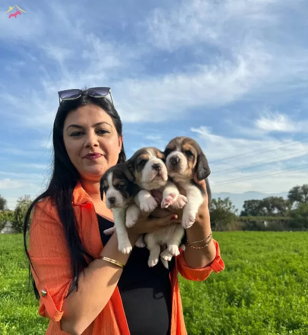 Elizabeth Beagle Yavrularımız