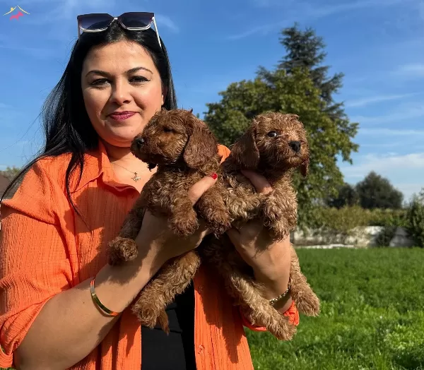 Safkan Toy Poodle Yavrularım