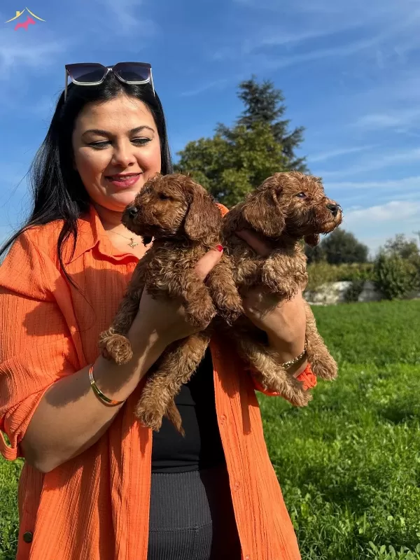 Safkan Toy Poodle Yavrularım