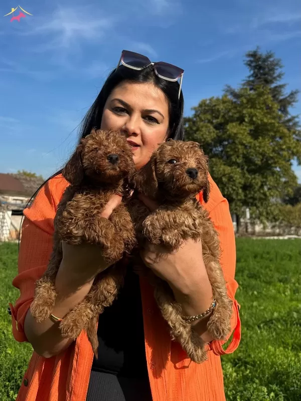 Safkan Toy Poodle Yavrularım