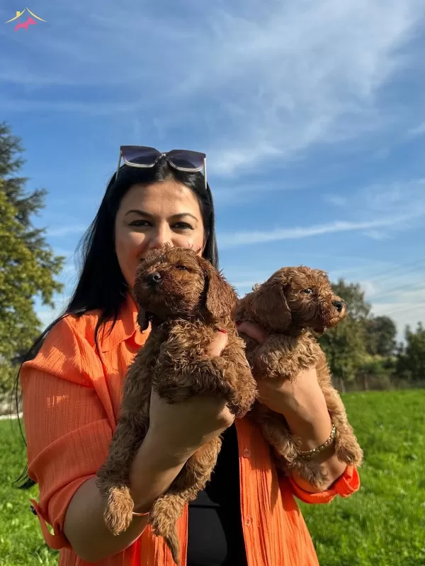 Safkan Toy Poodle Yavrularım
