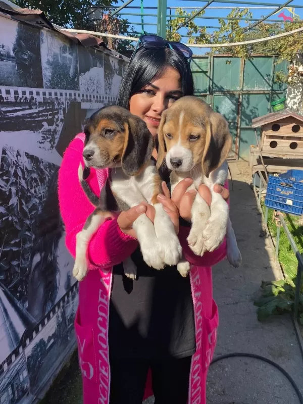 Safkan Beagle Yavrularımız