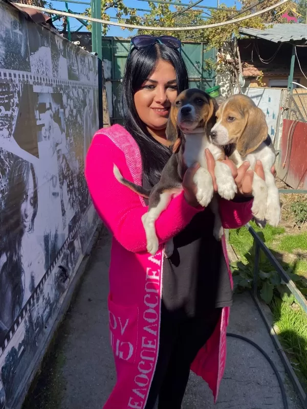 Safkan Beagle Yavrularımız