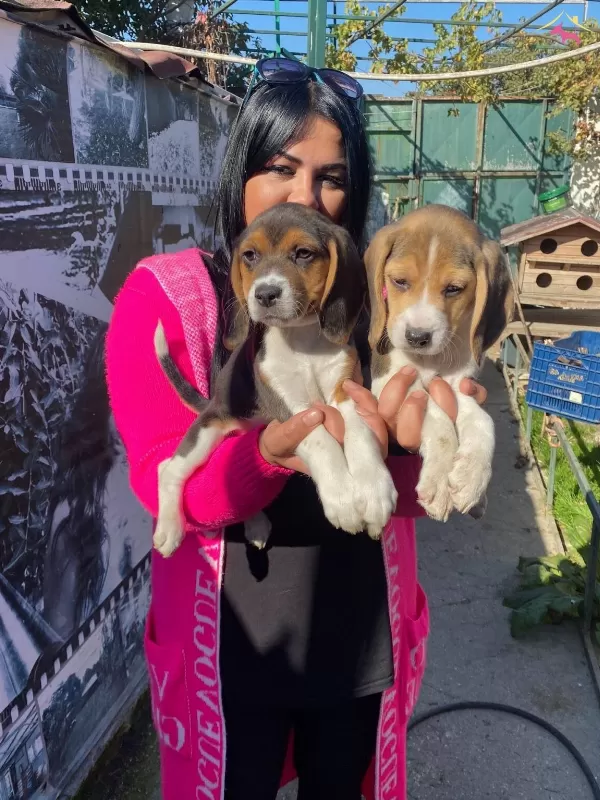Safkan Beagle Yavrularımız