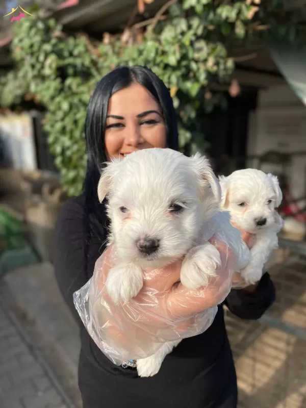 Safkan Maltese Terrier Yavrularımiz