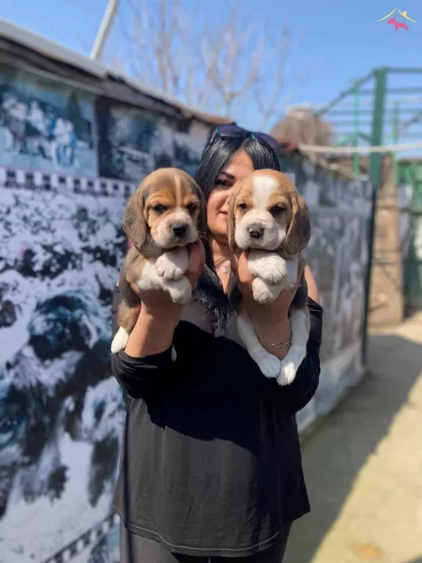 Safkan Elizabet Beagle Yavrularım