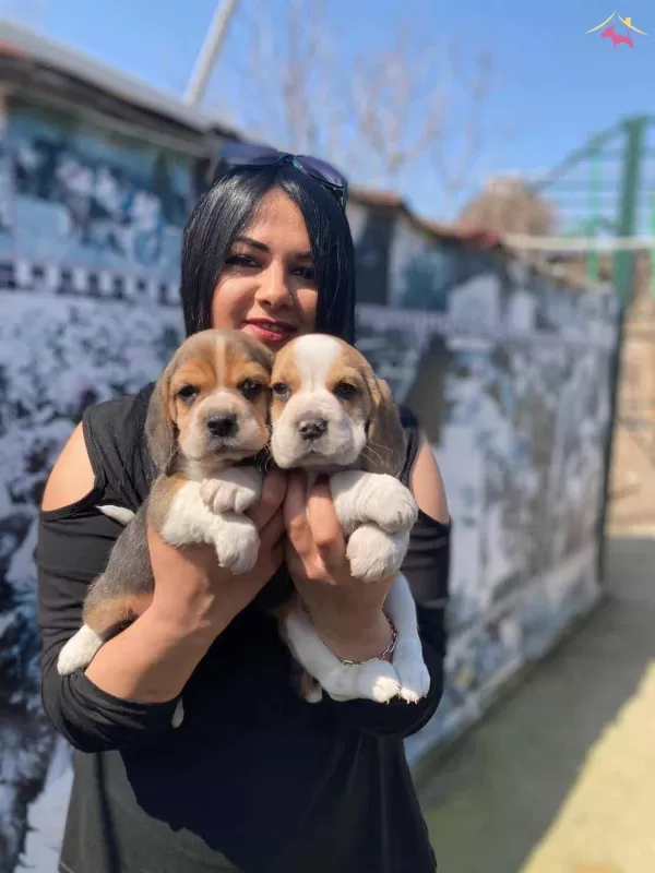 Safkan Elizabet Beagle Yavrularım