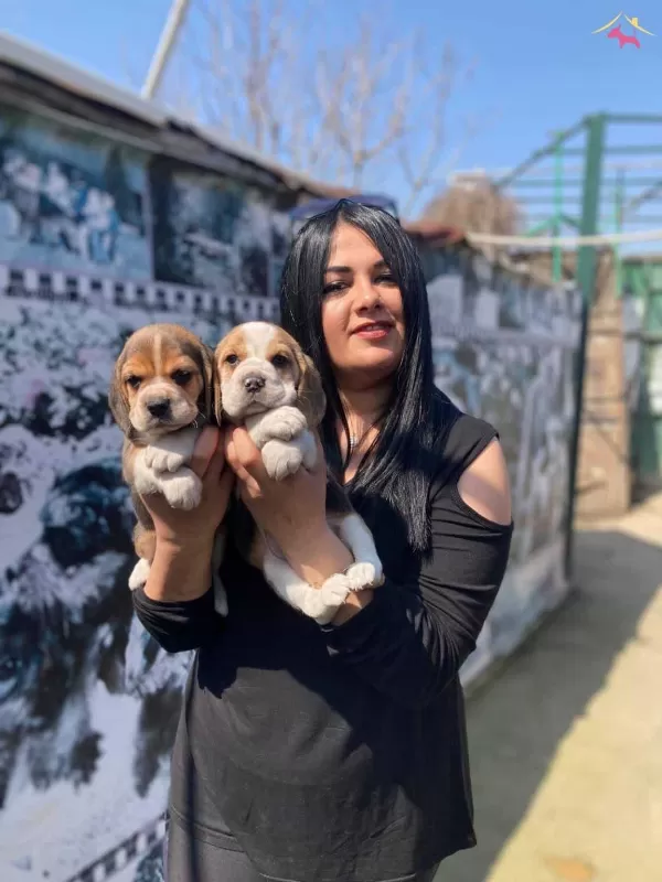 Safkan Elizabet Beagle Yavrularım