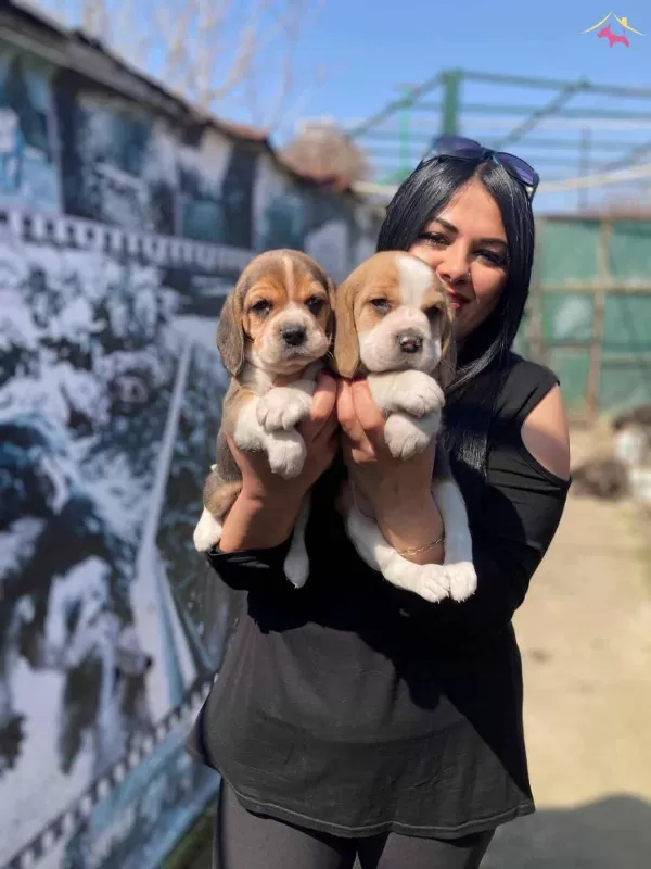 Safkan Elizabet Beagle Yavrularım
