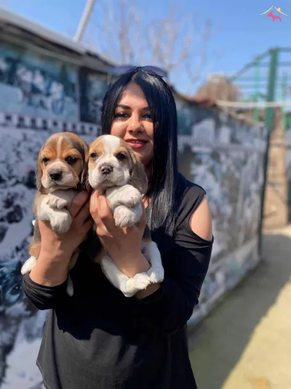 Safkan Elizabet Beagle Yavrularım