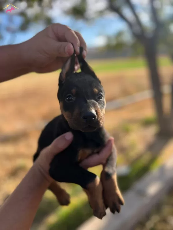 Muhteşem Kan Hattı Doberman Yavrular