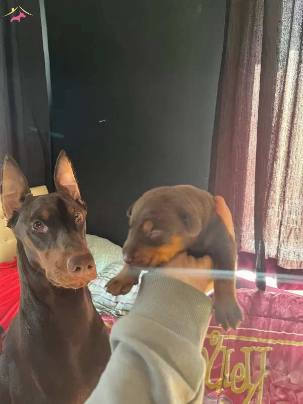King Iri Gogus Doberman Yavrular