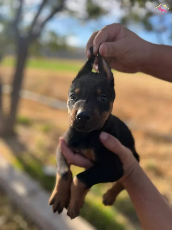 Muhteşem Anne Babanin Bebekleri Iri Gogus Doberman Yavrular