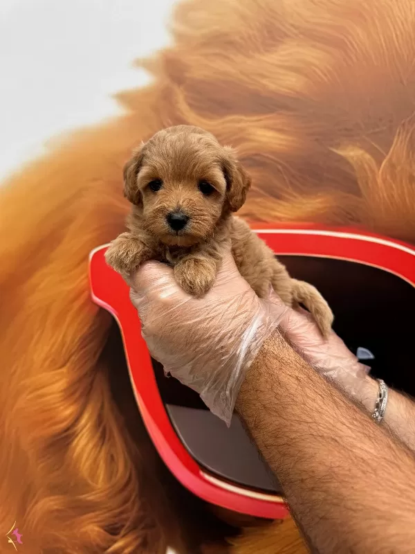 Oyuncak Surat Maltipoo Yavrularımiz