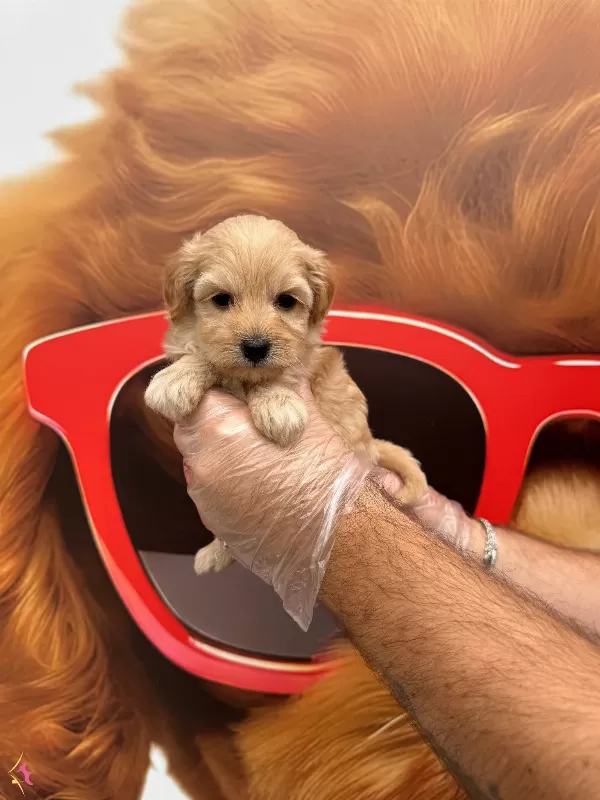 Oyuncak Surat Maltipoo Yavrularımiz