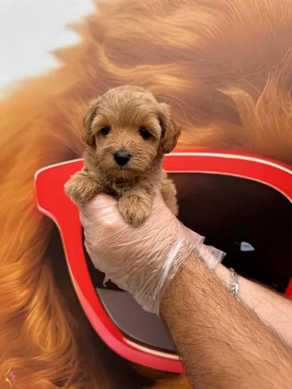 Oyuncak Surat Maltipoo Yavrularımiz