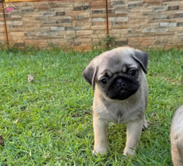 Iri Yapılı Pug Bebekler