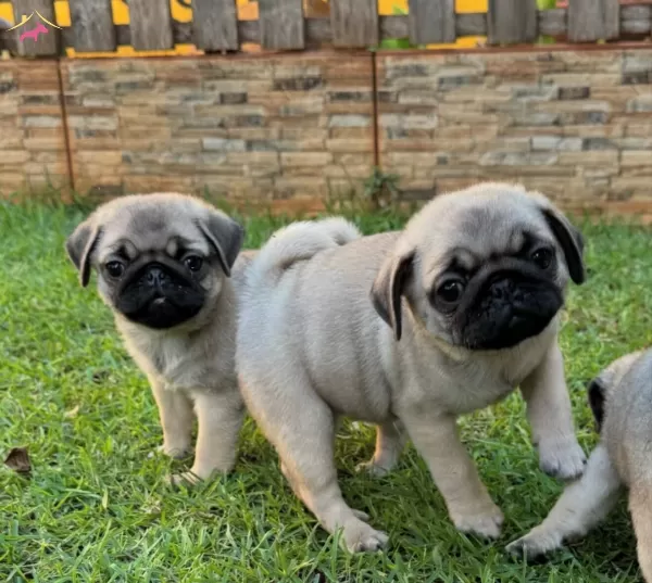 Iri Yapılı Pug Bebekler