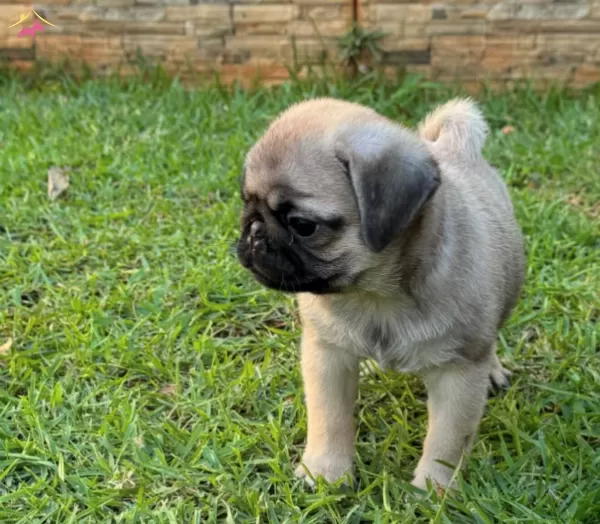 Iri Yapılı Pug Bebekler