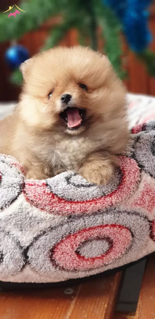 Secere Belgeli Pomeranian Boo