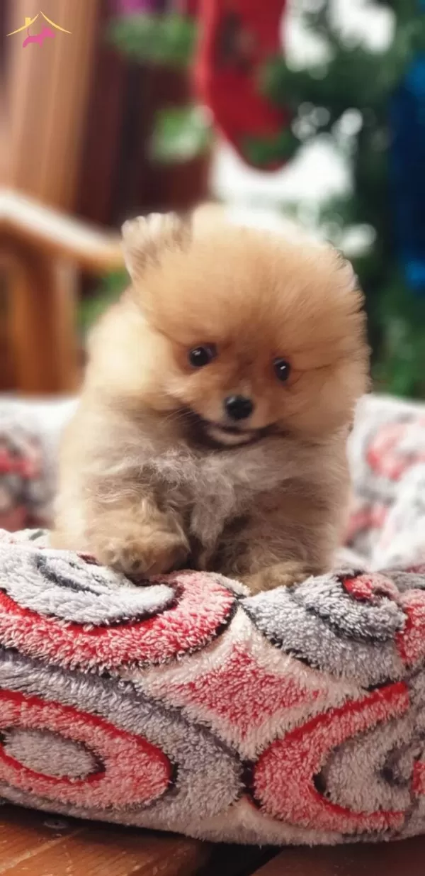 Secere Belgeli Pomeranian Boo