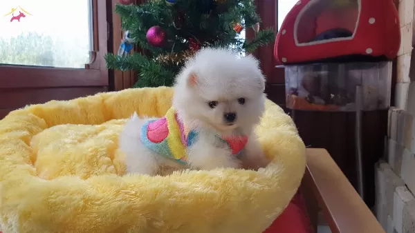 Secere Belgeli Pomeranian Boo