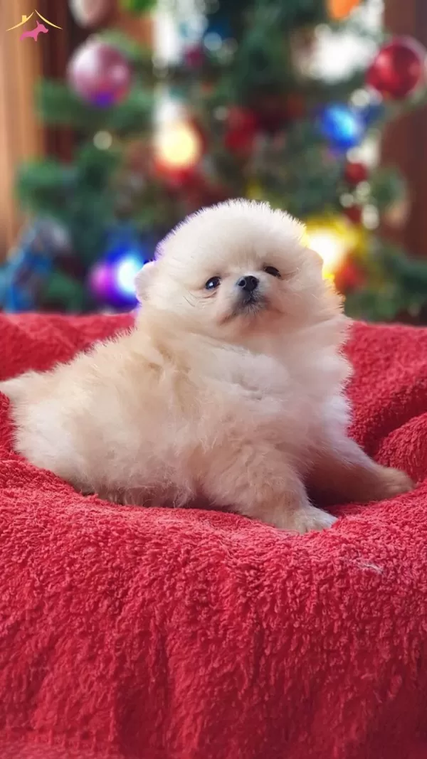 Secere Belgeli Pomeranian Boo