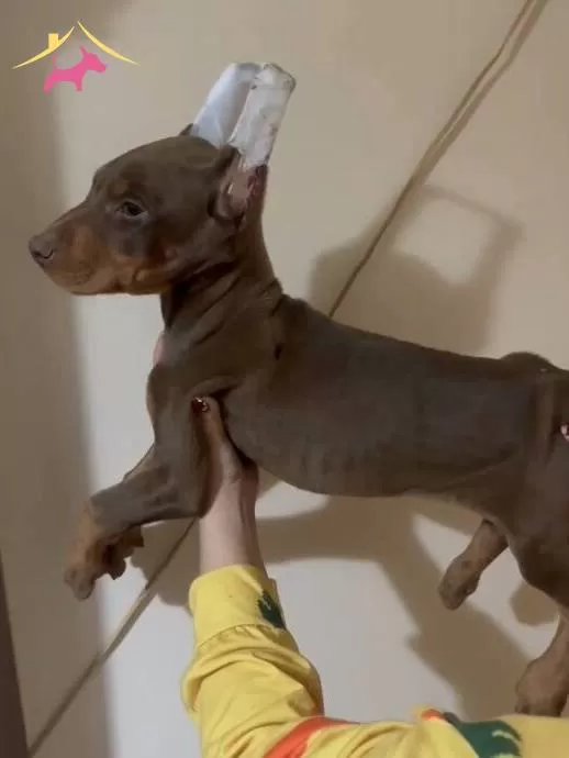 Zerafet Ve Asalet King Dobermanlarss