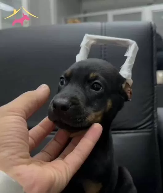 Zerafet Ve Asalet King Dobermanlarss