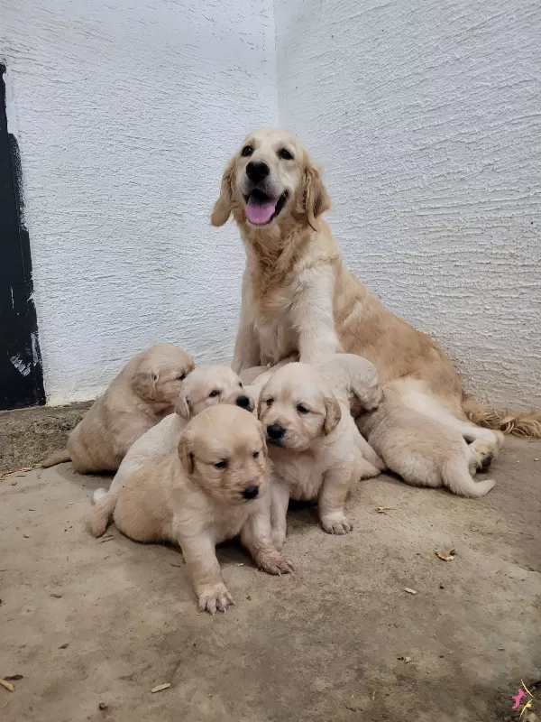 Safkan Irk Garantili Golden Yavrular