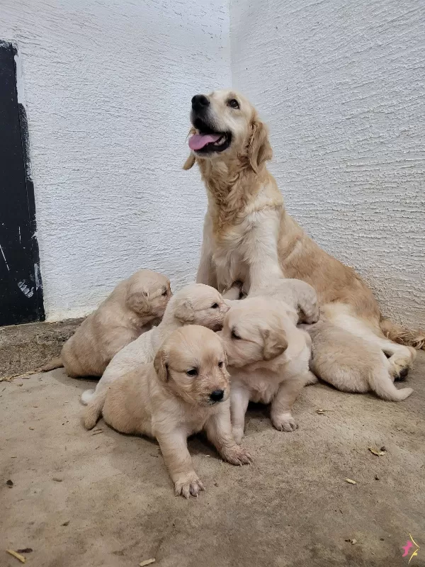 Safkan Irk Garantili Golden Yavrular