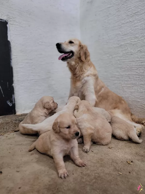 Safkan Irk Garantili Golden Yavrular
