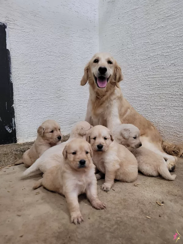 Safkan Irk Garantili Golden Yavrular