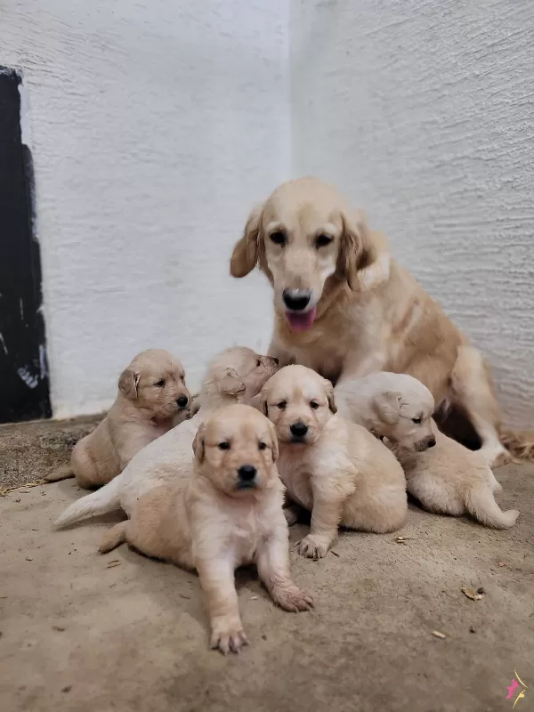 Safkan Irk Garantili Golden Yavrular