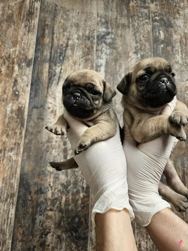 A Kalitede Pug Mobs Yavrularımız