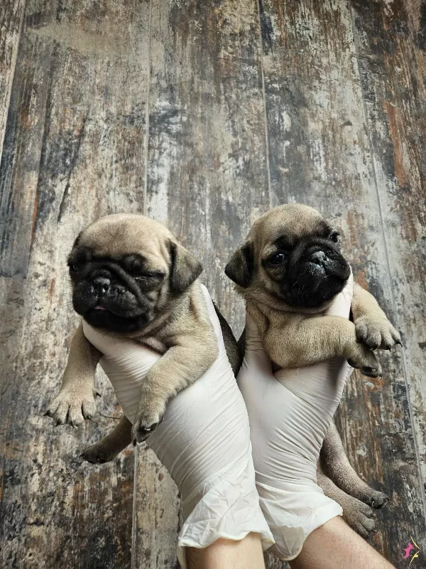 A Kalitede Pug Mobs Yavrularımız