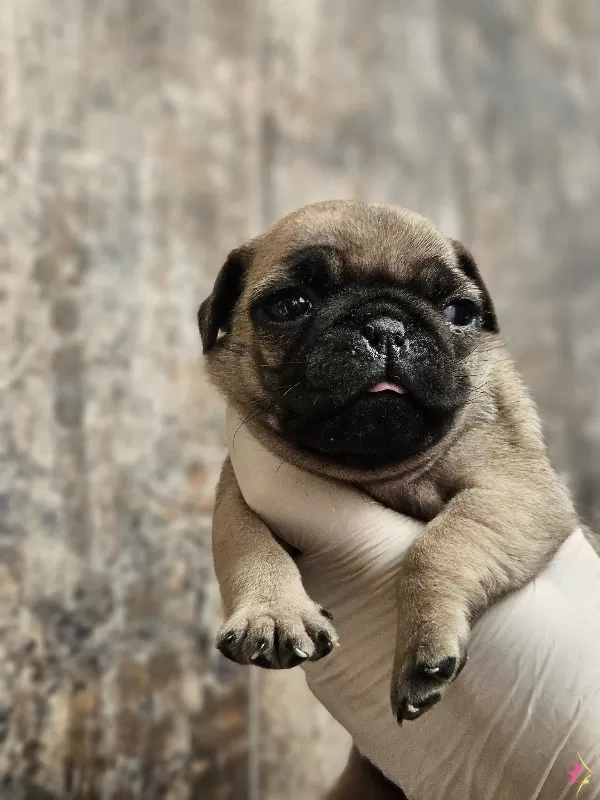 A Kalitede Pug Mobs Yavrularımız