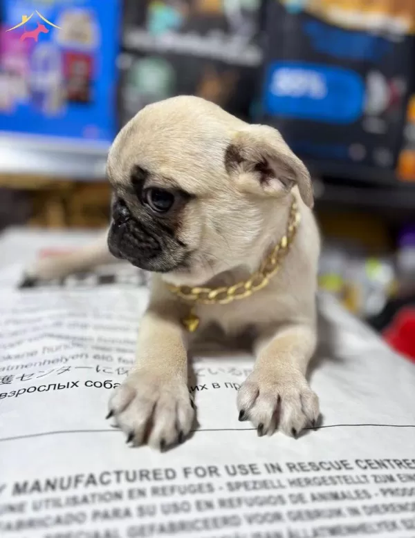 Pug Burun Sirin Bebekler