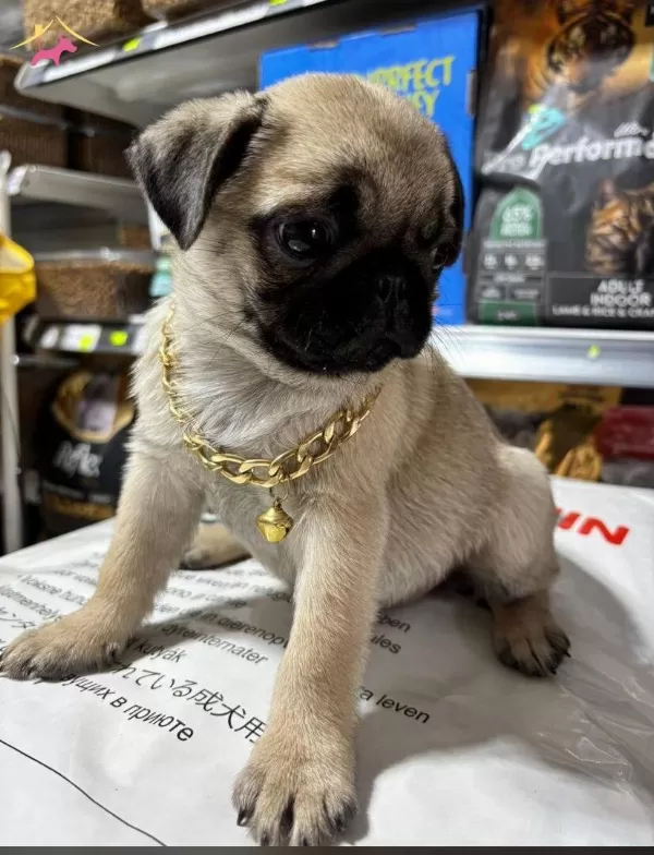 Pug Burun Sirin Bebekler