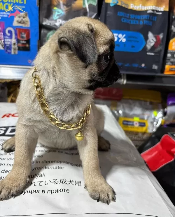 Pug Burun Sirin Bebekler