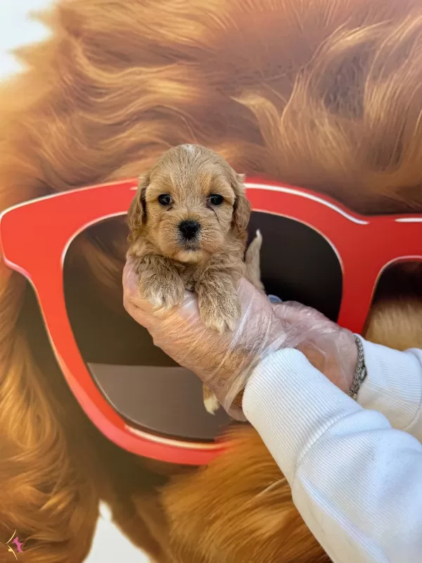 Orjinal Maltipoo Bebeklerimiz