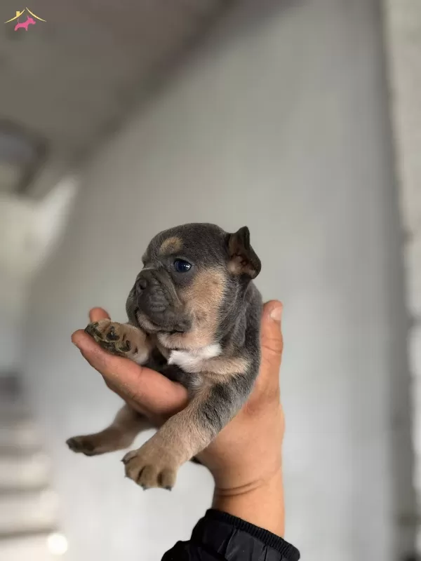 Kaliteli Safkan French Bulldog Yavruları
