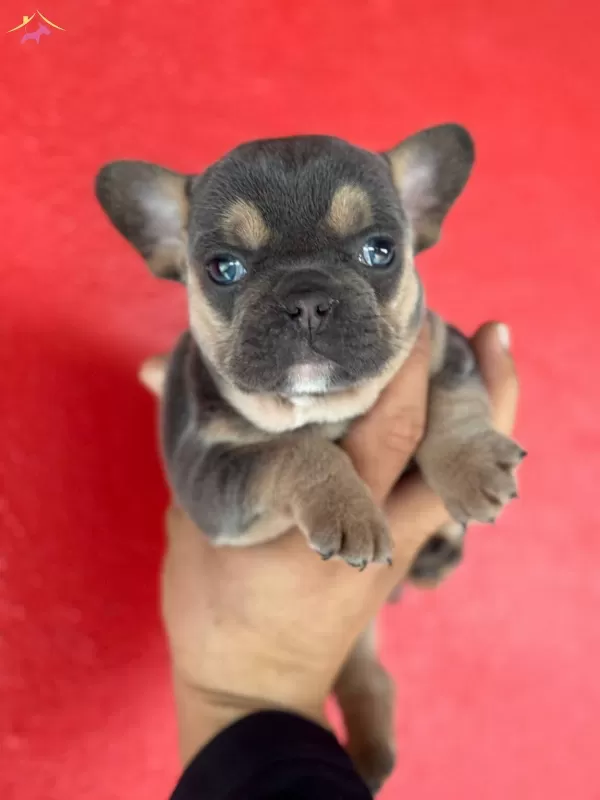 Sağlıklı Safkan French Bulldog Yavruları